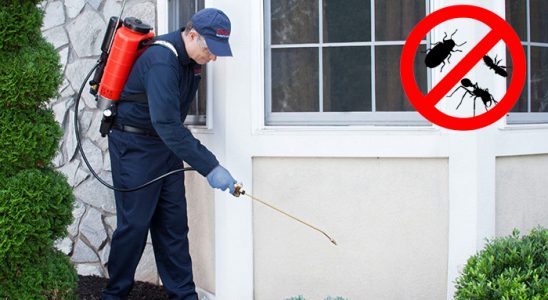 Kulp Kemirgen İlaçlama böcek ilaçlama ve haşere kontrolü — ilaclama-tr.com